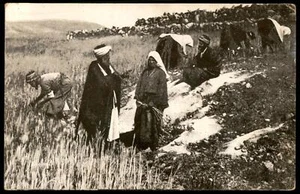 Judaica Palestine Old Postcard Field of Boaz Near Bethlehem - Picture 1 of 2