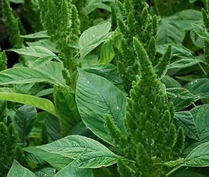 AMARANTHUS PULGAR VERDE Amaranthus hipochondriacus - 1.000 semillas a granel - Imagen 1 de 1