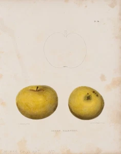 PEASE (*1813) nach EMMONS (19.Jhd), Zwei Äpfel der Sorte Early Harvest,  1851, L - Bild 1 von 5