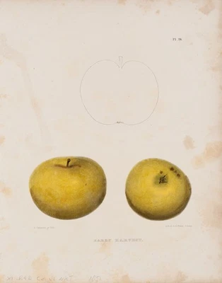 PEASE (*1813) nach EMMONS (19.Jhd), Zwei Äpfel der Sorte Early Harvest,  1851, L - Bild 1 von 4