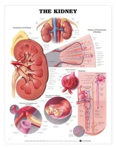 KIDNEY Laminated Wall Chart 20" x 26" Classroom/Professional LFA #99951 - Picture 1 of 1