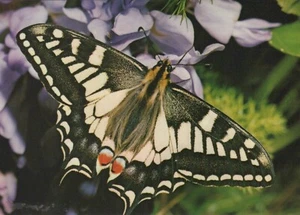 Animals Postcard - Butterflies, The English Swallowtail, Norfolk Broads RR22718 - Picture 1 of 2
