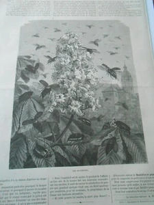 Gravure 1880 - Les Honnetons - Imagen 1 de 1