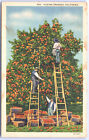 Postcard Ca Men On Ladders Picking Oranges C.1933 K6