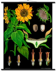 Sunflower Educational Chart - Botanical Lithograph Linen Backed READY TO HANG! - Picture 1 of 7