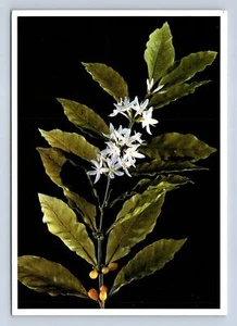 Coffee Arabica L.- Leopold and Rudolph Blaschka Postcard Unposted - Picture 1 of 2