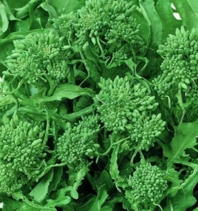 BROCCOLI SEEDS 500+ SPRING RAAB RAPINI garden VEGETABLES NON GMO FREE SHIPPING - Picture 1 of 1