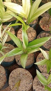 Palm Veitchia merilli variegated - palm variegated - Picture 1 of 3