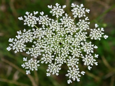 TU PROPIO JARDÍN 500 Semillas de Zanahoria (Daucus Carota)