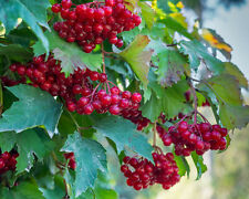 80 Red Elderberry Seeds (Sambucus Racemosa) | Tree Shrub Fruit Berry FREE SHIP