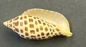 *Scaphella junonia (The Junonia) 112.2mm *read !!! - Picture 1 of 5