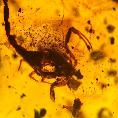 SCORPION in Burmese / Burmite amber fossil / 100% genuine amber  - Image 1 of 3