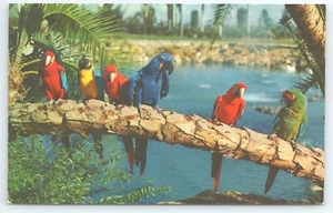 Postcard Trained Parrots on Tree Busch Gardens Tampa Florida Macaws b - Picture 1 of 3