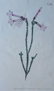 c1798 ERICA AITONIA PL429 Curtis's Botanical Print by Syd Edwards - Picture 1 of 6