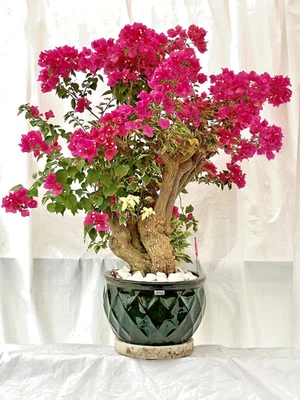 20 Years Old+Bougainvillea Very Large Specimen-2 Unique Plants in One-Variegated - Image 1 of 4