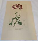 1828 Antique COLOR Flower/Tree Print///BLOODY GERANIUM, or, PELARGONIUM SANGUINE