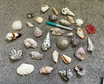 200 item Collection Natural Real Shells Coral Sea Marine Beach Finds Curiosities - Image 1 of 4