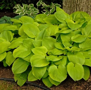 Hosta August Moon Well Rooted 5.25" Pot Perennial Shade Electric Lime Color - Picture 1 of 3