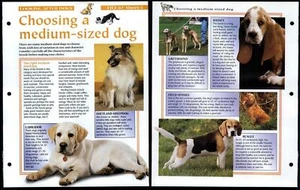 Choosing A Medium Size Dog #5 Looking After Animals, Animals, Animals Fact Page - Picture 1 of 1
