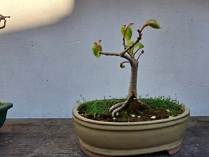 Bonsai outdoor winterhart Linde, Tilia , H15 cm - Bild 1 von 4