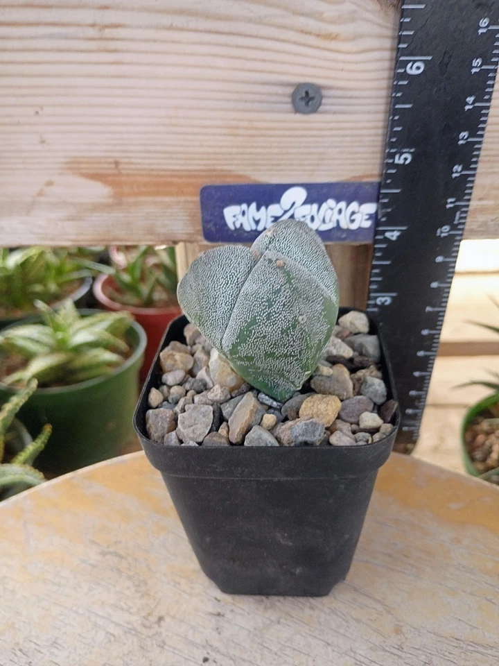 Astrophytum Myriostigma 'Tricostatum' Cactus - Image 1 of 1