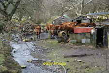 Photo 6x4 Cows at Tenter Hill Farm This farm had a lot of paraphernalia a c2011