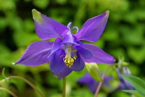 SEED- Perennial Columbine Aquilegia Seed Mixed colours -good for Butterflies - Picture 1 of 8