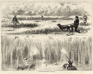 Tiroteo de patos en pantanos de Panamá con caimanes - Pistolas de caza para perros estampado 1875 - Imagen 1 de 1