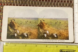 Stereoview 482 A Morning Sport Over Goose Decoy Copyright 1898 TW Ingersoll Hunt - Picture 1 of 2