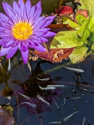 Blue Miyuki Medaka Rice Fish Eggs 20+ Fertilized+Fry Food+Moina in Green Water - Image 1 of 4