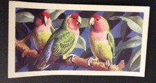 (A06) BROOKE BOND TEA CARD “TROPICAL BIRDS” No 6 PEACH FACED LOVEBIRD