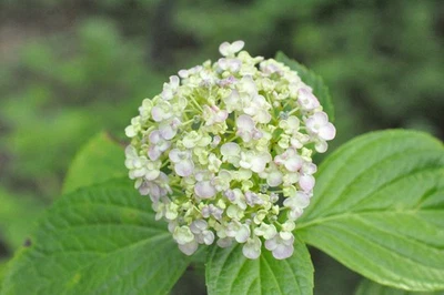 Tested! SMC PENTAX-M 50mm F/1.4 MF Standard Lens For K Mount Exc+++++ JP #826902 - Image 1 of 4