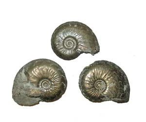 Jurassic pyritised ammonite Oxynoticeras oxynotum fossil Gloucestershire - Picture 1 of 2