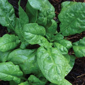 500 America Spinach Seeds Heirloom - Premium Non-GMO, Open Pollinated, US Grown - Picture 1 of 2