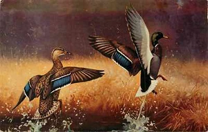 Postal Take Off Ducks Greetings Alexandrian Minnesota Lynn Bogue Hunt - Imagen 1 de 2