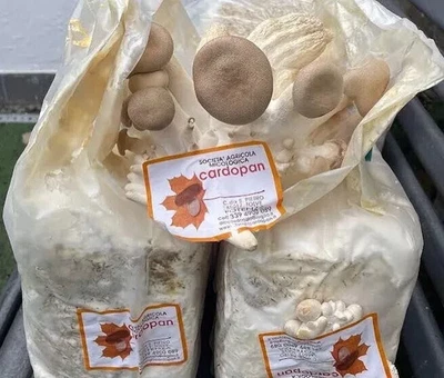 2 ballette Coltivazione funghi Cardoncelli alta resa e qualità 2x pani di funghi - Immagine 1 di 4