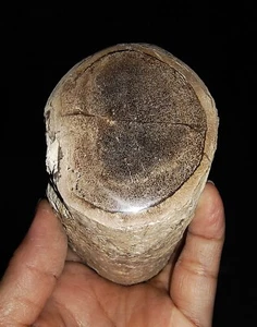 ¡INCREÍBLE AMONITA!! FÓSIL DE REGISTRO DE MADERA PETRIFICADA, DE JAVA, INDONESIA, 85MM - Imagen 1 de 8