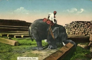 Birmania, elefante apilamiento teca (década de 10) D.A. Postal Ahuja Nº 111 - Imagen 1 de 2