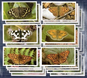Players (Grandee) BRITISH BUTTERFLIES - 1983 SET