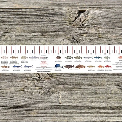 TEXAS SALTWATER FISH IDENTIFICATION AND REGULATIONS 50 INCH RULER DECALS - Image 1 of 4