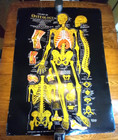 Vintage 1920 Osteology Chart   32 x 46" by Dr. Gustave H. Michel & Co.