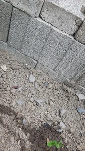 Pflanzsteine - Bild 1 von 1