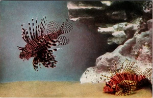 Vintage Postcard- Lionfishes, John G. Shedd Aquarium, Chicago, Illinois Unposted - Picture 1 of 2