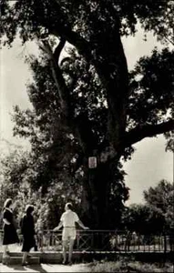 GYULA in UNGARN Postkarte Postcard unused ~1960/70 Erkel Park mit Baum Botanik - Picture 1 of 2