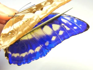 Mariposa/Morphidae sin montar - Morpho cypris chrysonicus, macho 3, RARO, Ecuador - Imagen 1 de 5
