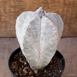 D4947 ASTROPHYTUM MYRIOSTIGMA ONZUKA maceta 10-H12-W9 cm MaMa Cactus - Imagen 1 de 4