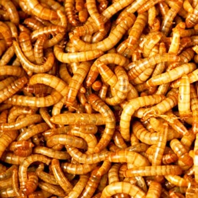 DOUGSBUGZ Live Mealworms Pet Bird Feeders - Turtle, Gecko, Frog Alive Insect Reptile Food