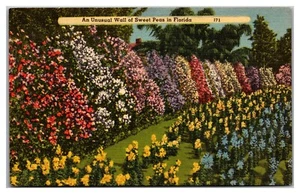 An Unusual Wall Of Sweet Peas In Florida - Picture 1 of 2