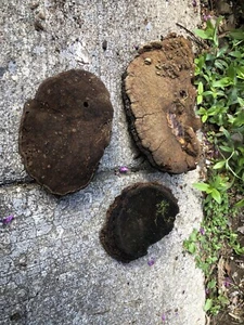 3 Pieces Tree Conk Shelf Mushroom Fungus Craft Art Painting Taxidermy Carving - Picture 1 of 8