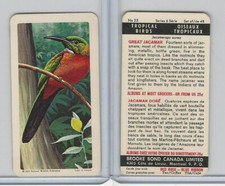FC34-8 Brooke Bond, Tropical Birds, 1964, #25 Great Jacamar